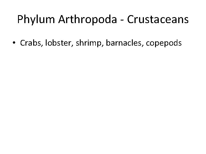 Phylum Arthropoda - Crustaceans • Crabs, lobster, shrimp, barnacles, copepods 