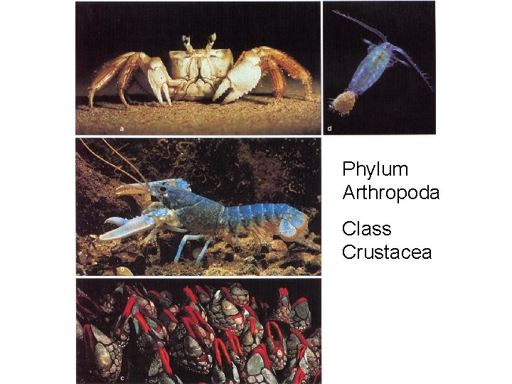 Phylum Arthropoda Class Crustacea 