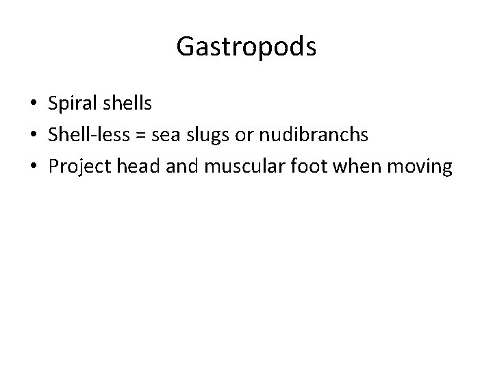 Gastropods • Spiral shells • Shell-less = sea slugs or nudibranchs • Project head