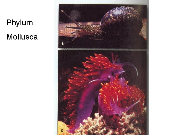 Phylum Mollusca 
