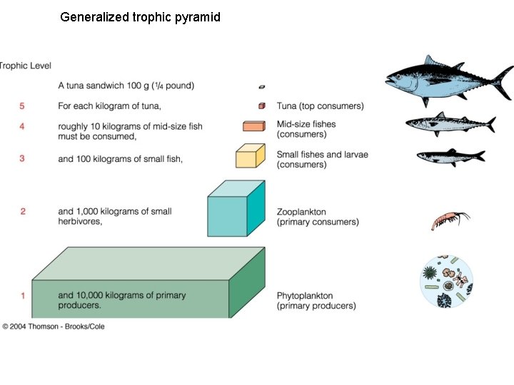 Generalized trophic pyramid 