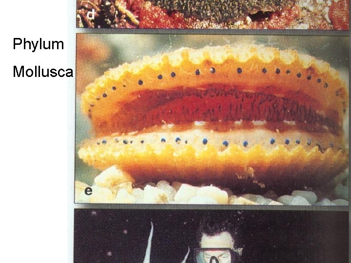 Phylum Mollusca 