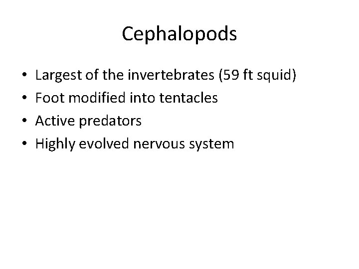 Cephalopods • • Largest of the invertebrates (59 ft squid) Foot modified into tentacles