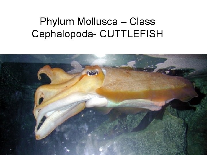 Phylum Mollusca – Class Cephalopoda- CUTTLEFISH 