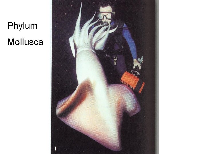 Phylum Mollusca 