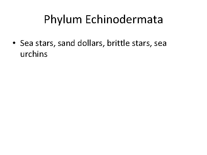 Phylum Echinodermata • Sea stars, sand dollars, brittle stars, sea urchins 