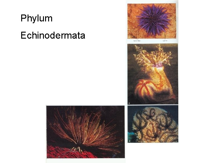 Phylum Echinodermata 