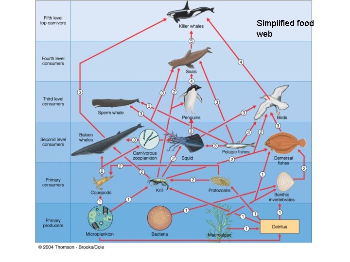 Simplified food web 