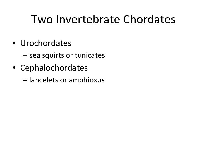 Two Invertebrate Chordates • Urochordates – sea squirts or tunicates • Cephalochordates – lancelets
