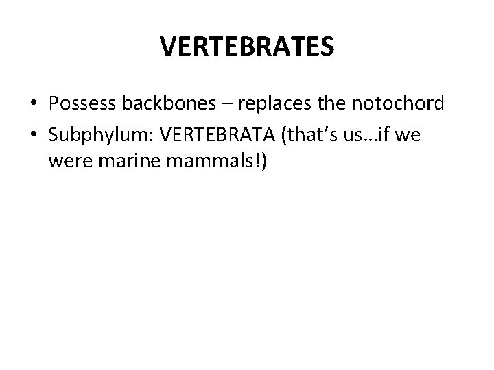 VERTEBRATES • Possess backbones – replaces the notochord • Subphylum: VERTEBRATA (that’s us…if we