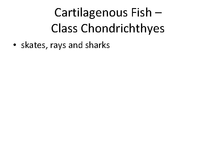 Cartilagenous Fish – Class Chondrichthyes • skates, rays and sharks 