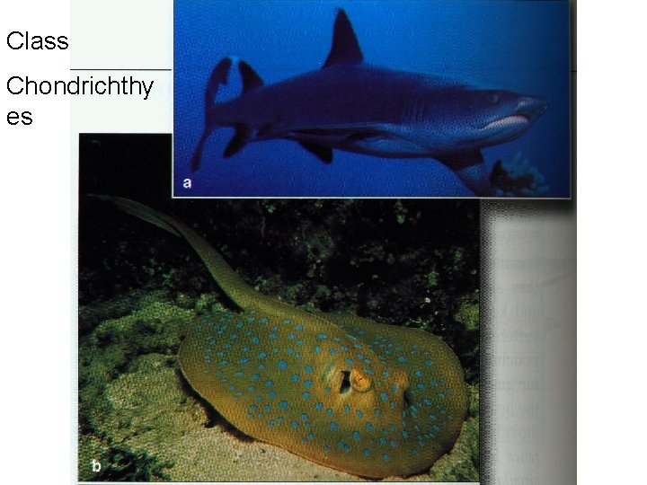 Class Chondrichthy es 