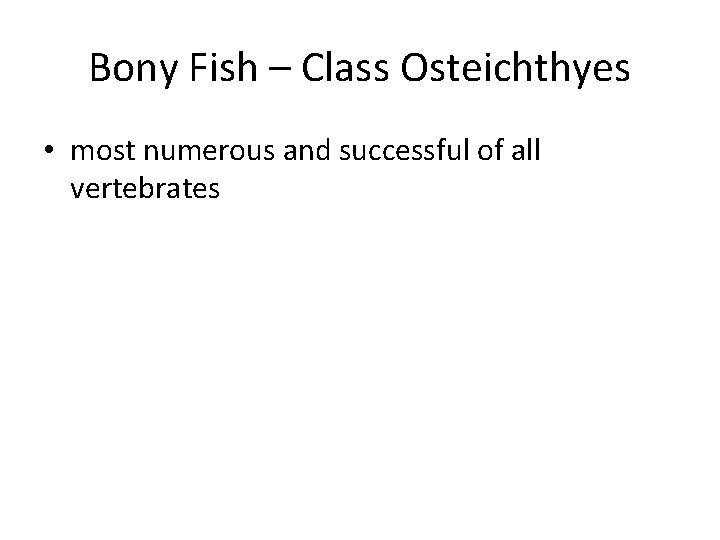 Bony Fish – Class Osteichthyes • most numerous and successful of all vertebrates 