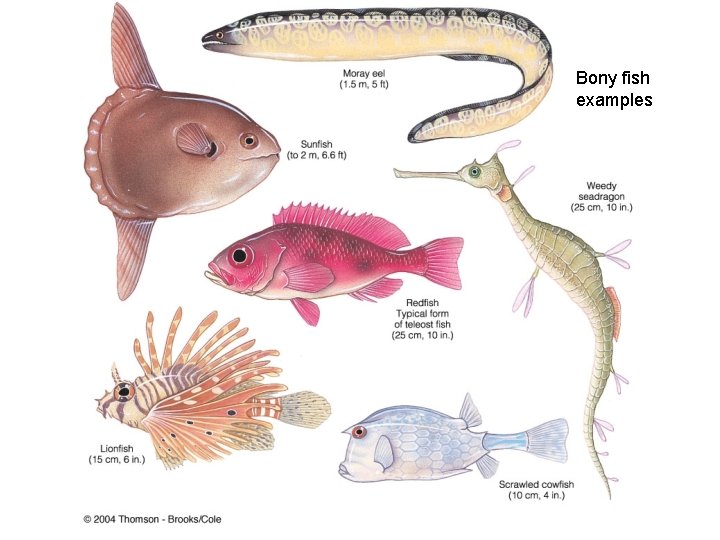 Bony fish examples 
