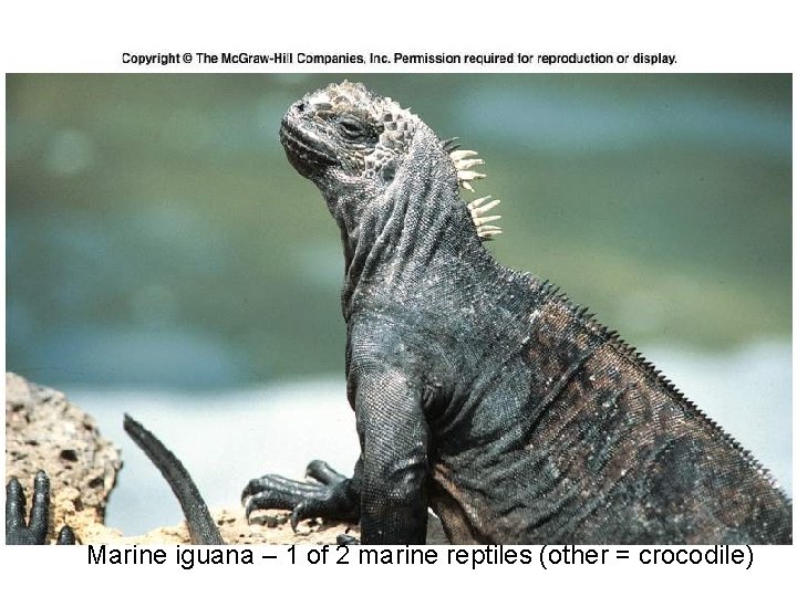 Figure 9. 05 Marine iguana – 1 of 2 marine reptiles (other = crocodile)