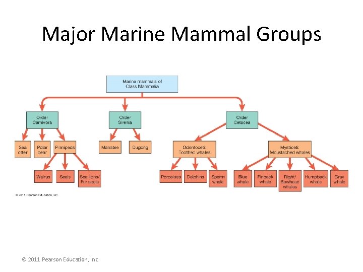 Major Marine Mammal Groups © 2011 Pearson Education, Inc. 