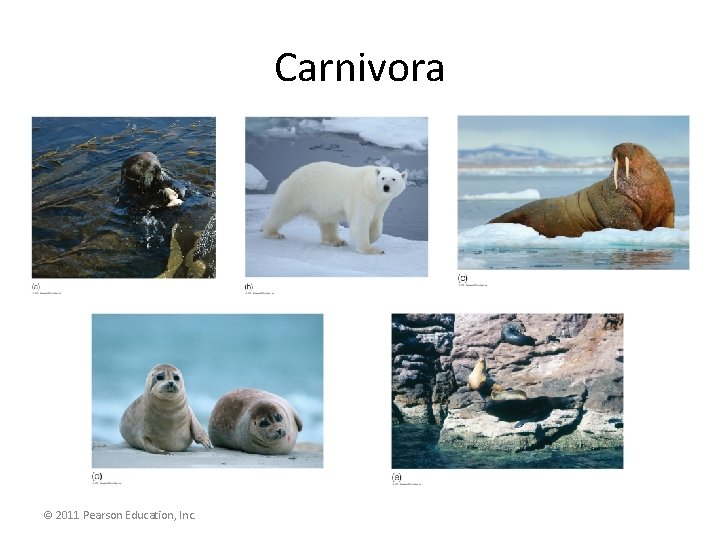Carnivora © 2011 Pearson Education, Inc. 