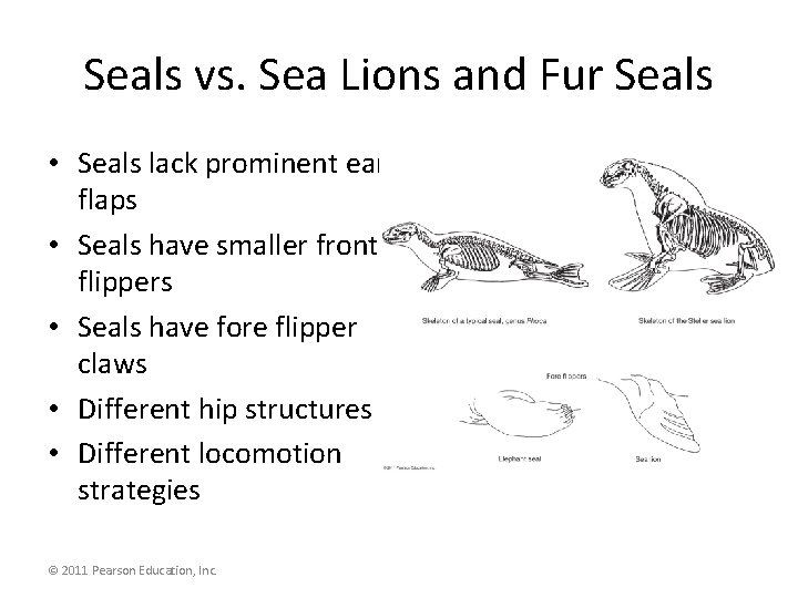 Seals vs. Sea Lions and Fur Seals • Seals lack prominent ear flaps •