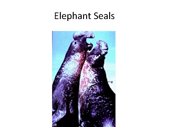 Elephant Seals 