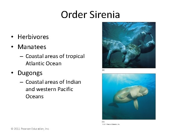 Order Sirenia • Herbivores • Manatees – Coastal areas of tropical Atlantic Ocean •