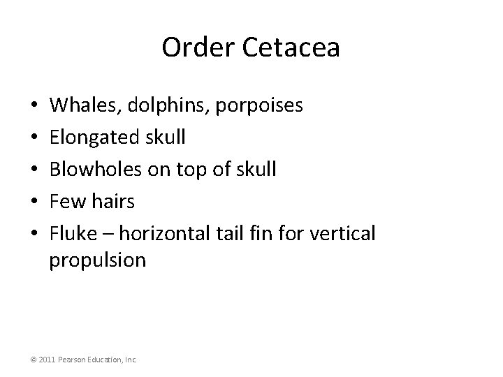 Order Cetacea • • • Whales, dolphins, porpoises Elongated skull Blowholes on top of