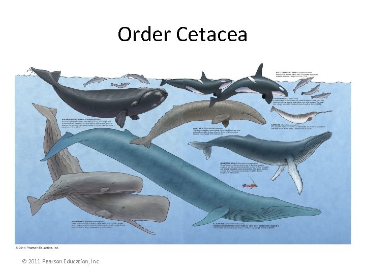Order Cetacea © 2011 Pearson Education, Inc. 