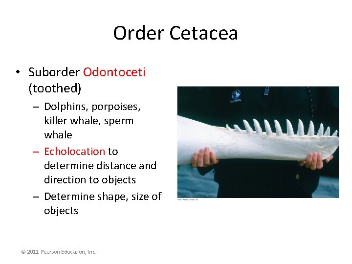 Order Cetacea • Suborder Odontoceti (toothed) – Dolphins, porpoises, killer whale, sperm whale –
