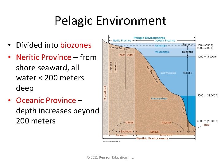 Pelagic Environment • Divided into biozones • Neritic Province – from shore seaward, all