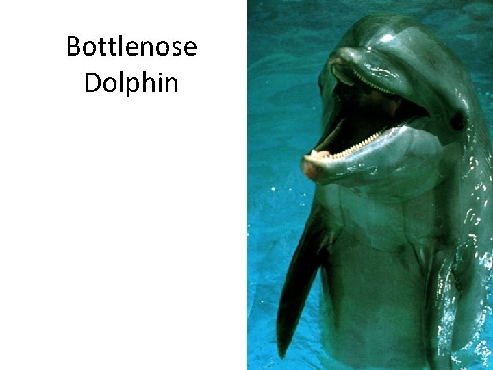 Bottlenose Dolphin 