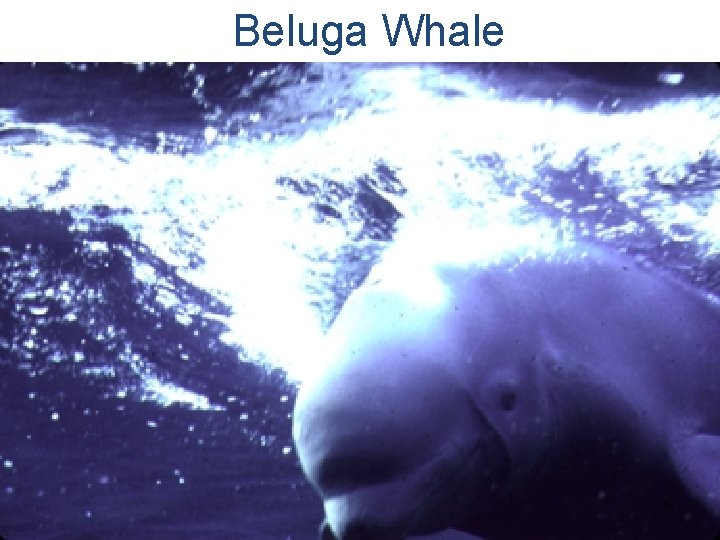 Beluga Whale 