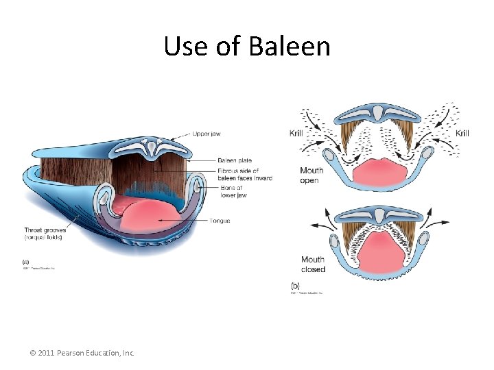 Use of Baleen © 2011 Pearson Education, Inc. 