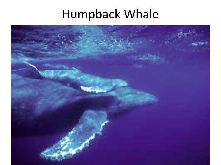Humpback Whale 