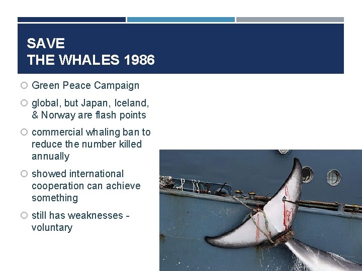 SAVE THE WHALES 1986 Green Peace Campaign global, but Japan, Iceland, & Norway are