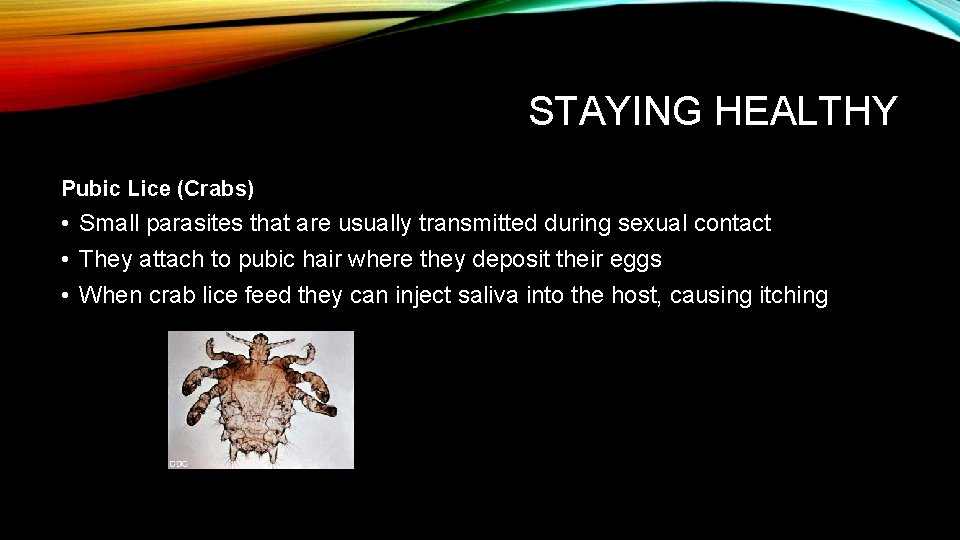 STAYING HEALTHY Pubic Lice (Crabs) • Small parasites that are usually transmitted during sexual