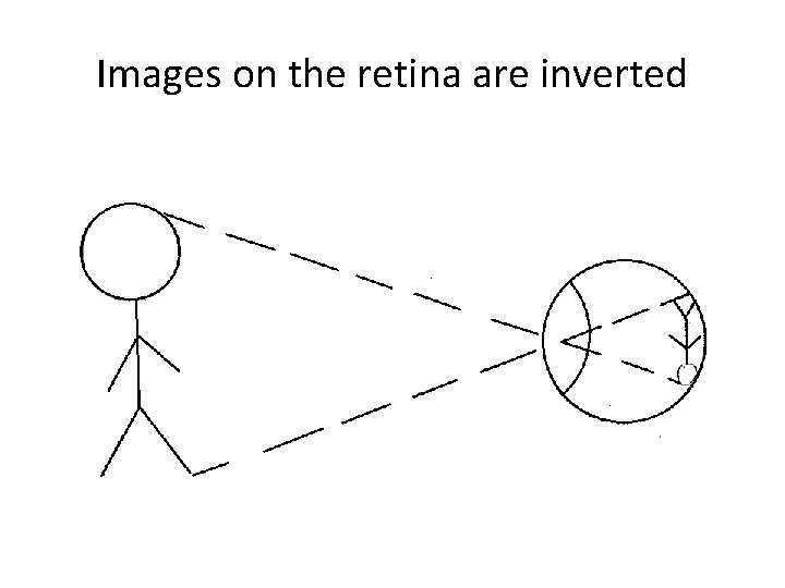 Images on the retina are inverted 