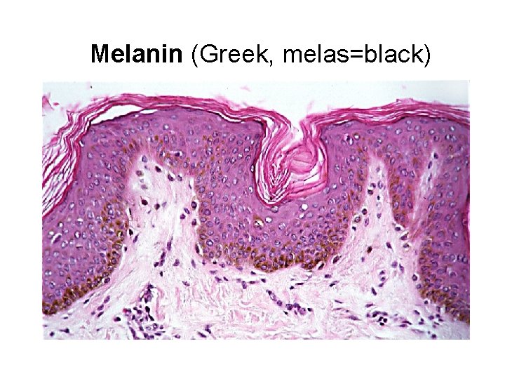 Melanin (Greek, melas=black) 