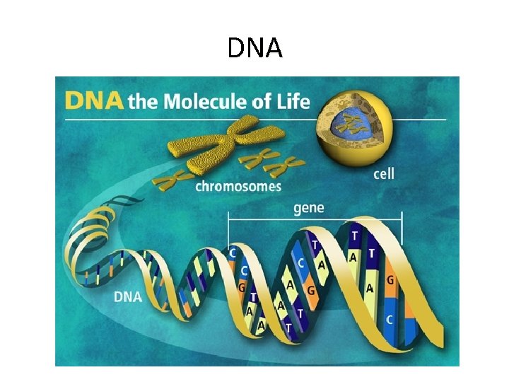 DNA 