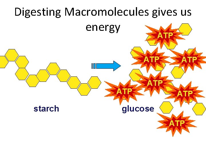 Digesting Macromolecules gives us energy ATP ATP starch ATP ATP glucose ATP 