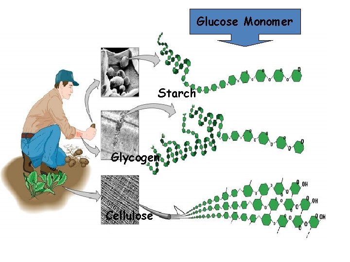 Glucose Monomer Starch Glycogen Cellulose 