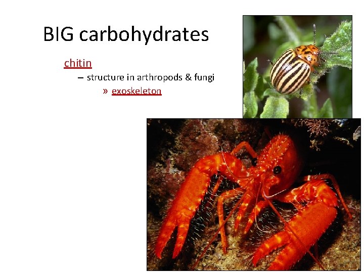 BIG carbohydrates chitin – structure in arthropods & fungi » exoskeleton 