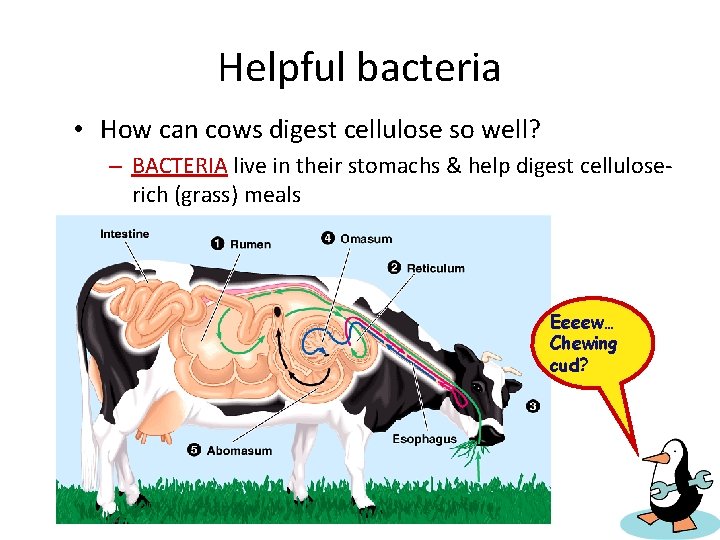 Helpful bacteria • How can cows digest cellulose so well? – BACTERIA live in