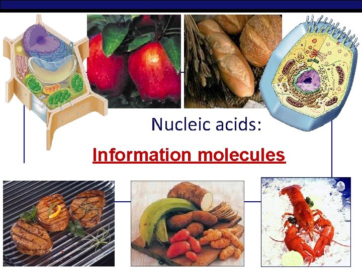 Nucleic acids: Information molecules 2006 -2007 Biology Regents 