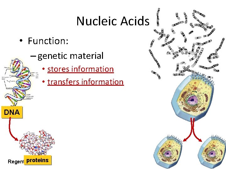 Nucleic Acids • Function: – genetic material • stores information • transfers information DNA