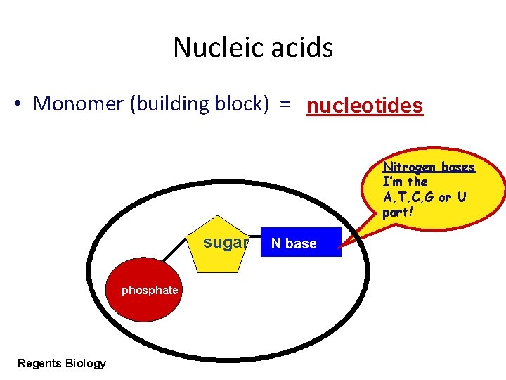 Nucleic acids • Monomer (building block) = nucleotides Nitrogen bases I’m the A, T,