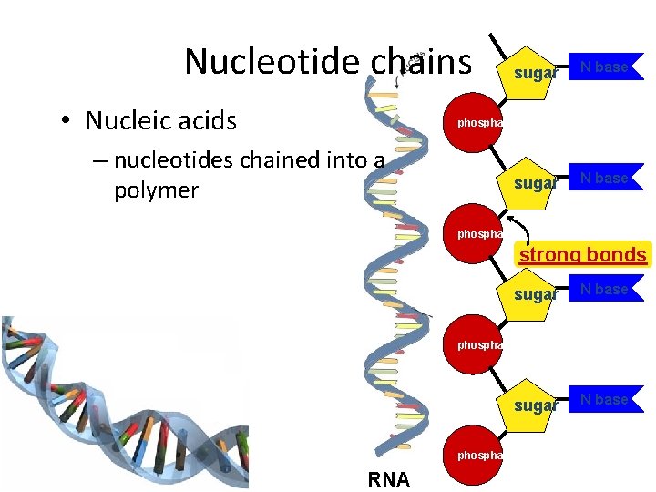 Nucleotide chains • Nucleic acids sugar N base phosphate – nucleotides chained into a