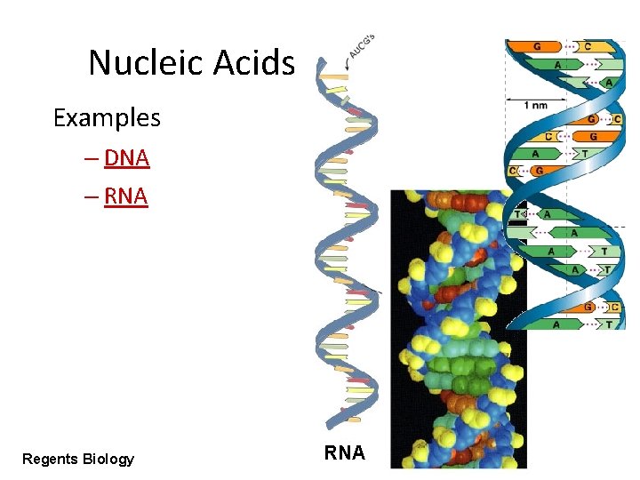 Nucleic Acids Examples – DNA – RNA Regents Biology RNA 