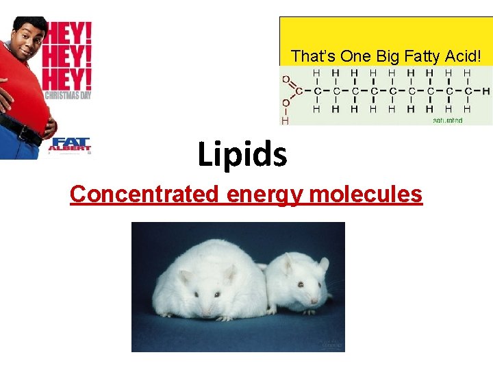 That’s One Big Fatty Acid! Lipids Concentrated energy molecules 