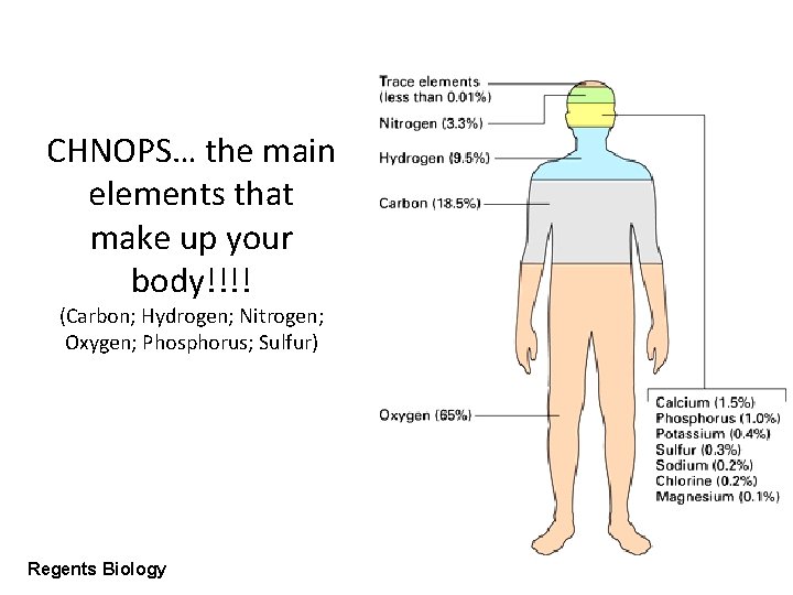 CHNOPS… the main elements that make up your body!!!! (Carbon; Hydrogen; Nitrogen; Oxygen; Phosphorus;