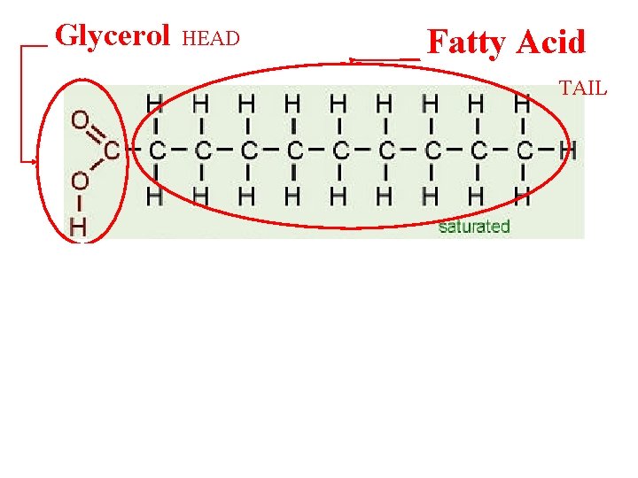 Glycerol HEAD Fatty Acid TAIL 