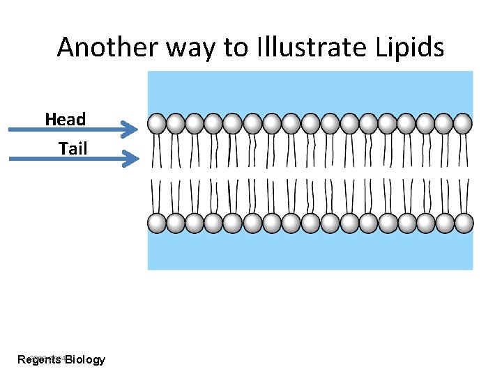Another way to Illustrate Lipids Head Tail 2003 -2004 Biology Regents 